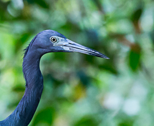 Picture 8 - Little Blue Heron, Caroni Swamp, Trinidad.
